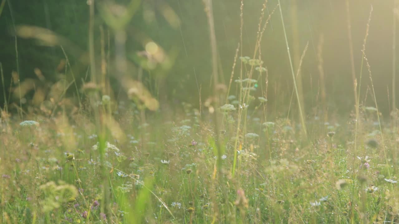 温暖的夏雨洒在开花的草地上视频素材