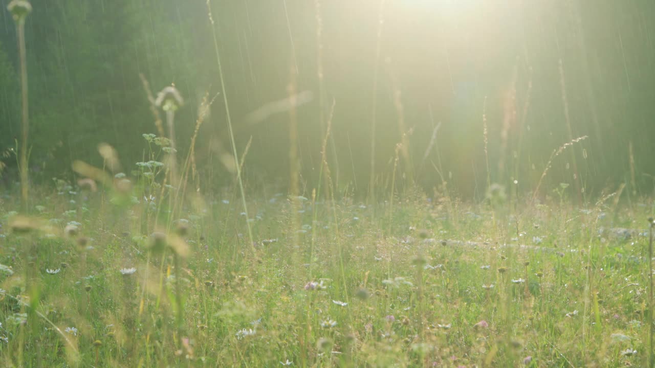 温暖的夏雨洒在开花的草地上视频素材