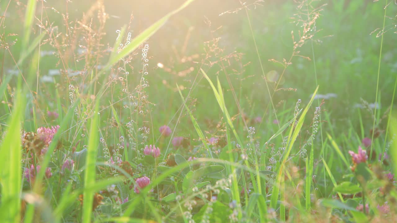 草地上的野花特写视频素材