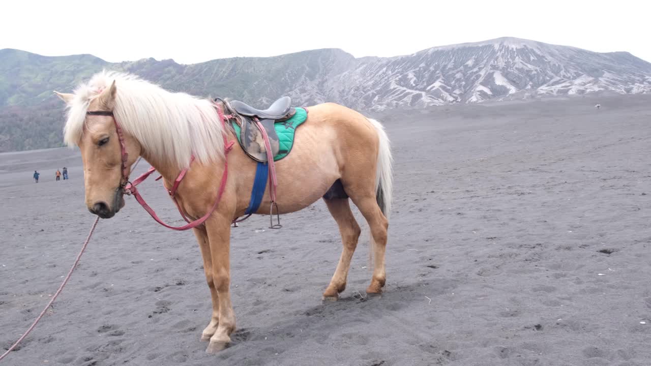 在布罗莫山骑马旅行视频下载