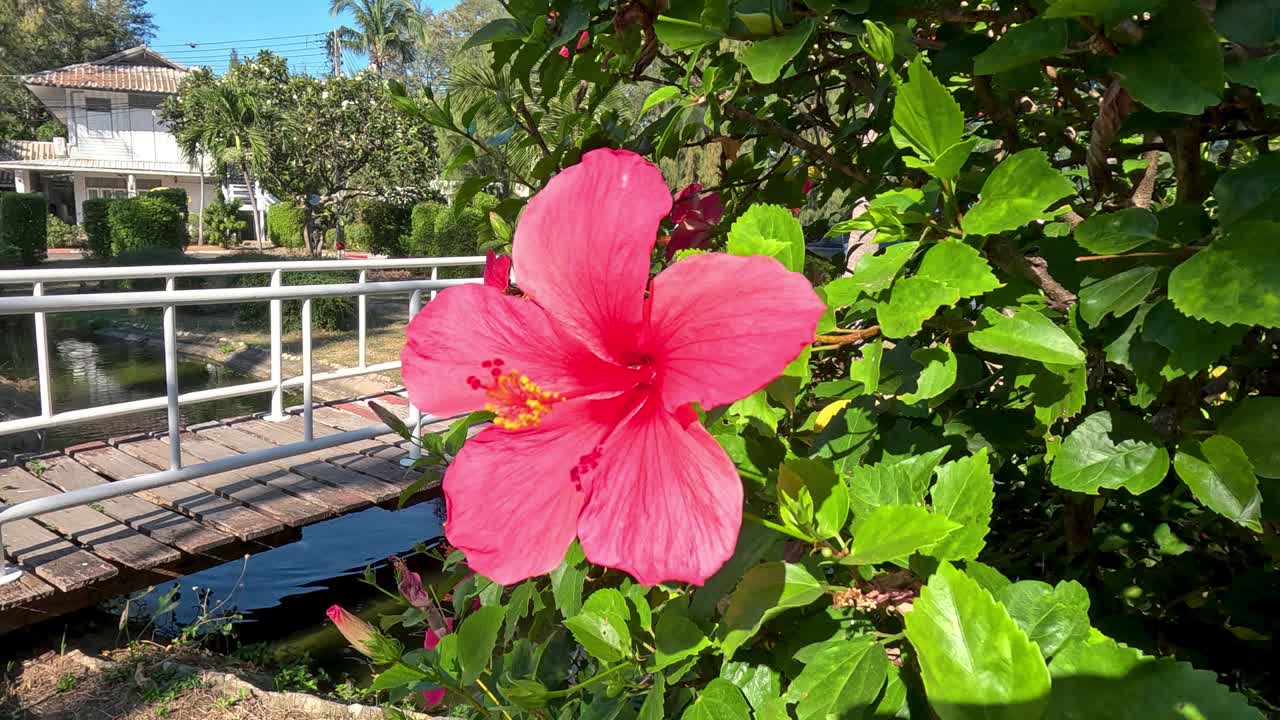 人行桥旁的芙蓉花视频素材