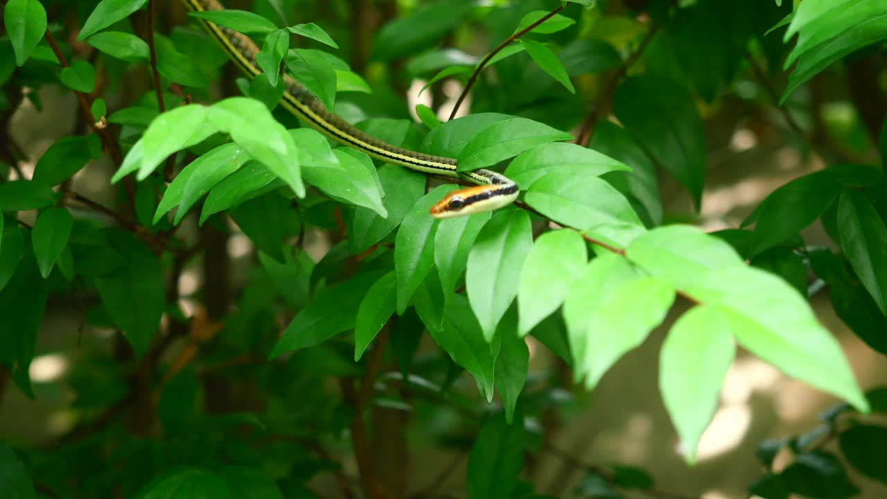 在绿叶上的普通铜背蛇(Dendrelaphis pictus)视频下载