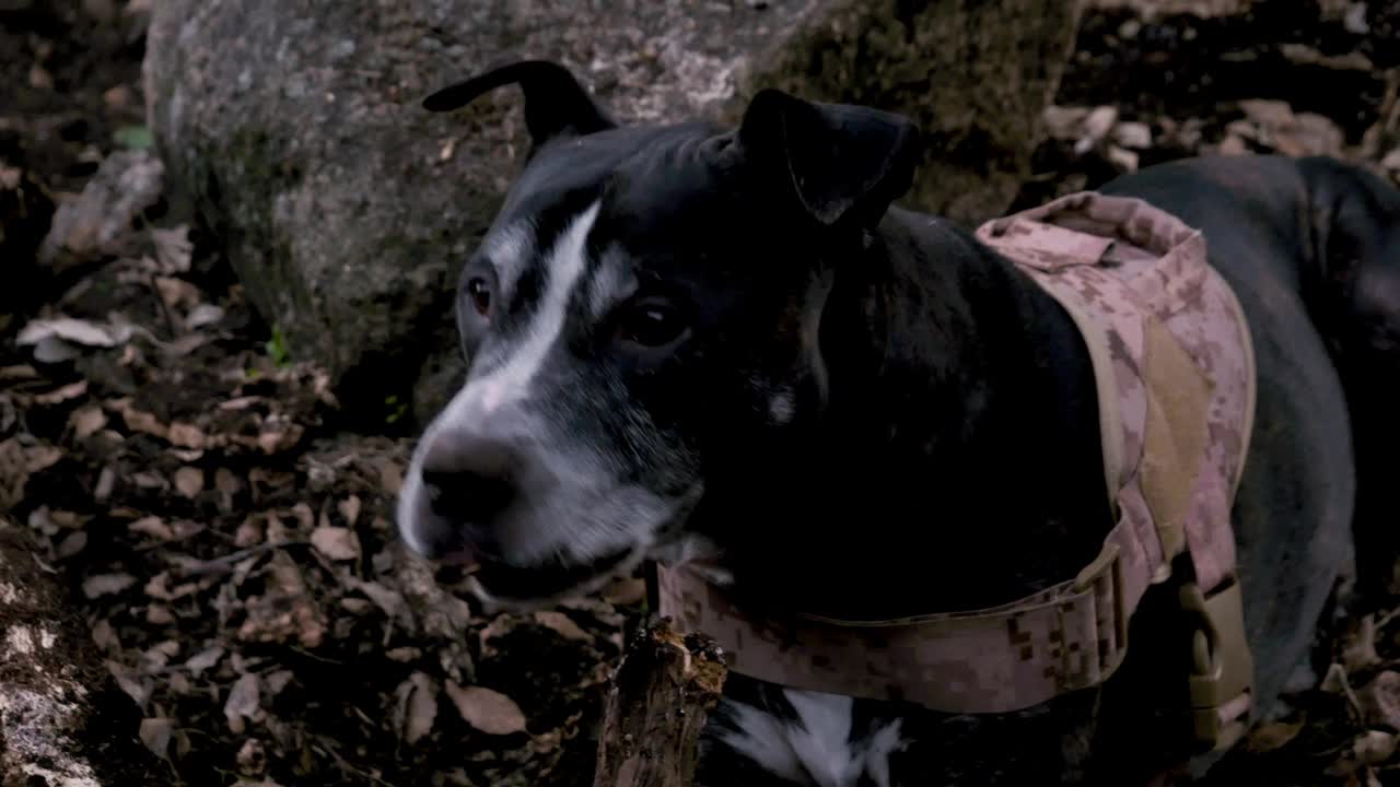 一只黑色的美国斗牛犬在站岗时四处张望视频素材