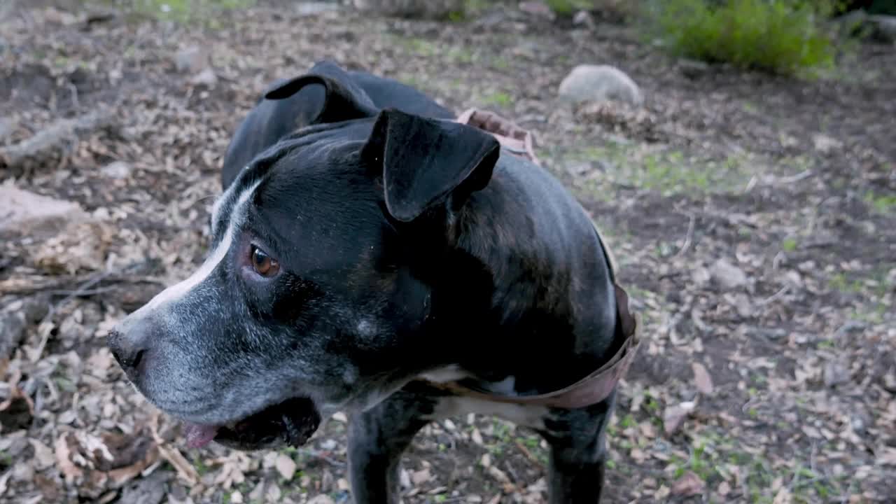 一只黑色的美国斗牛犬带着一种有趣而友好的表情看着镜头视频素材