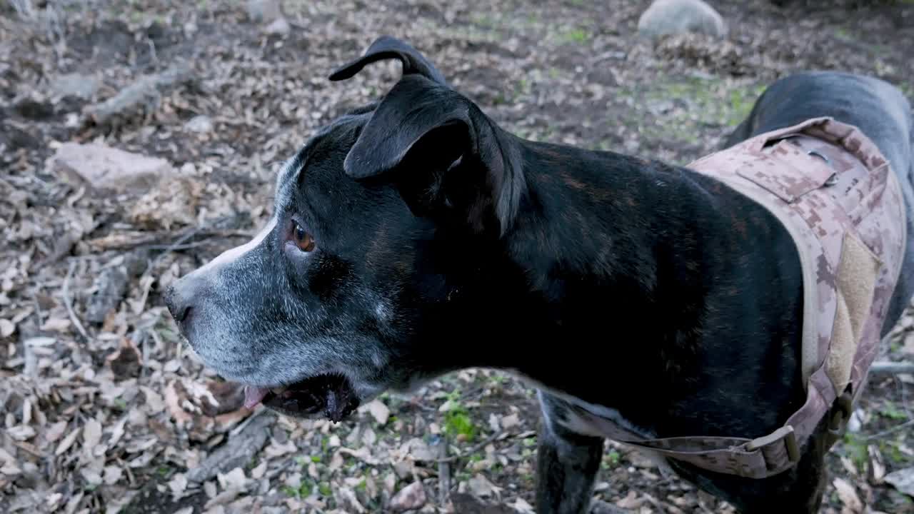 一只黑色的美国斗牛犬在站岗时四处张望视频素材