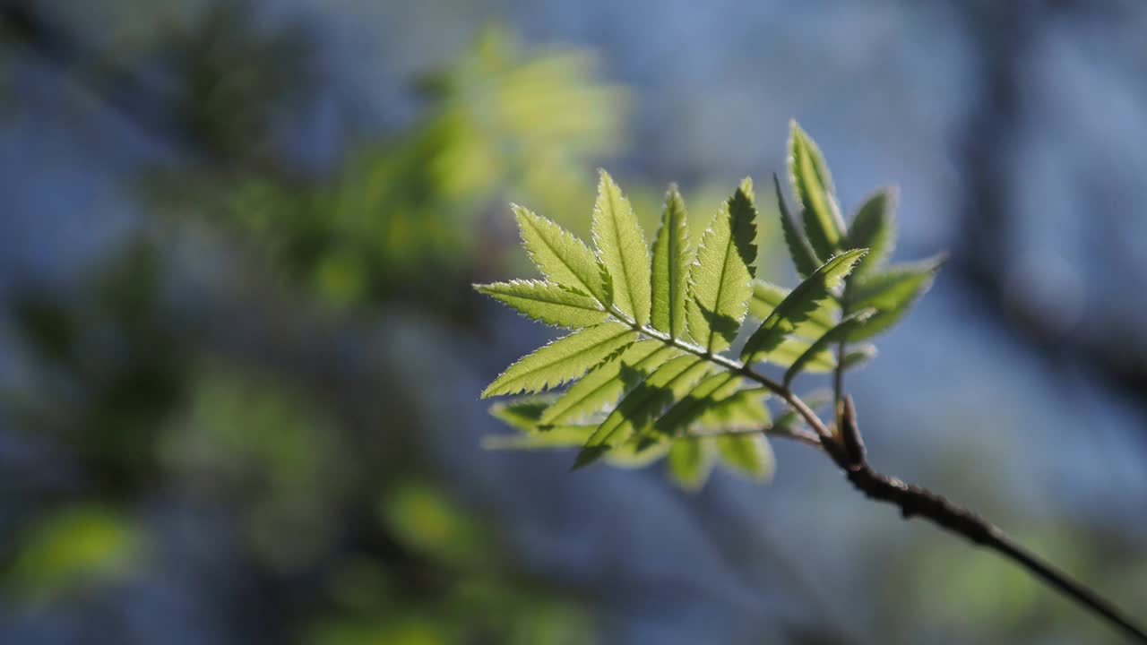 森林里的绿色树枝视频下载