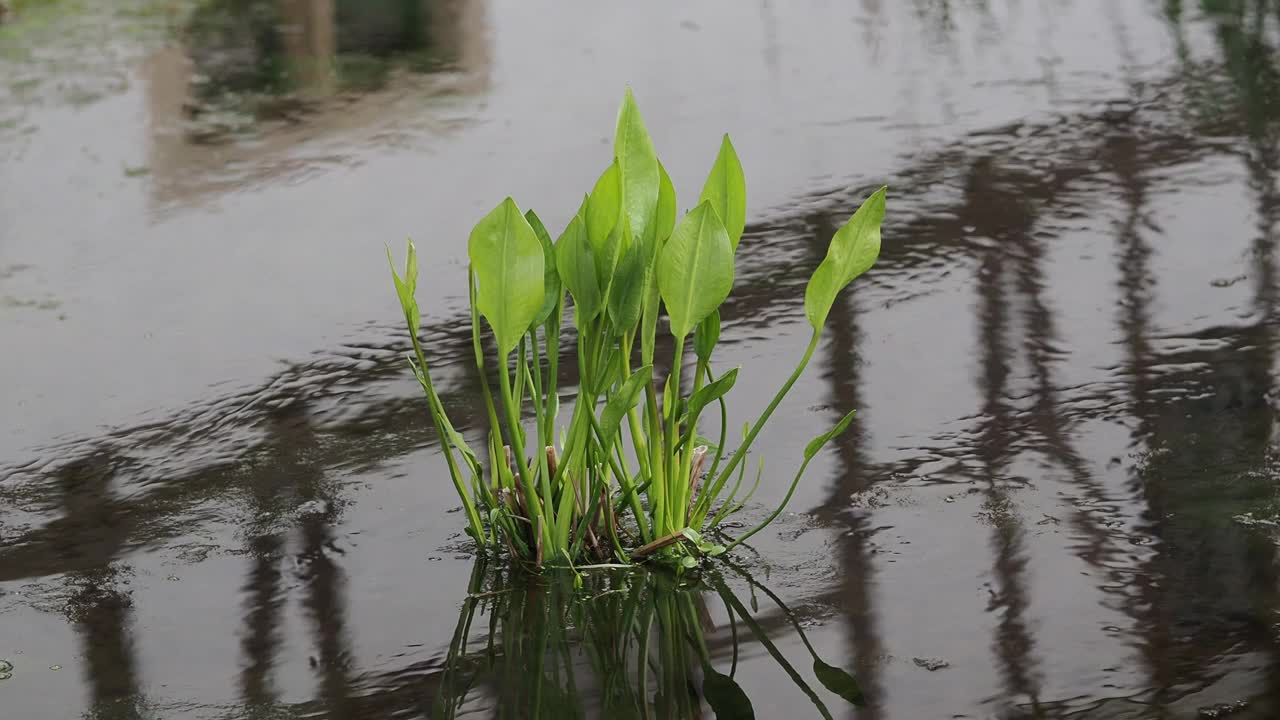 池塘里的绿草视频素材