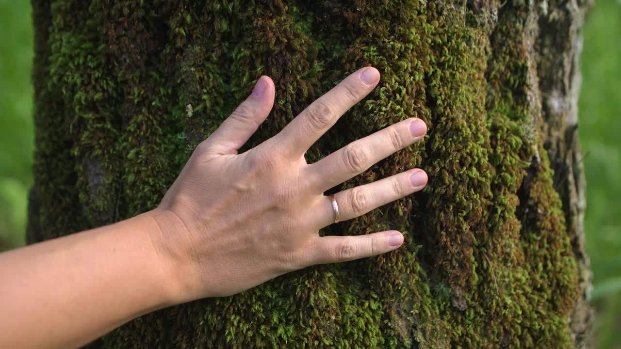 女性的手轻轻地触摸着覆盖着绿色茂盛苔藓的树皮。保护雨林，拯救环境，触觉感受。4 k视频素材