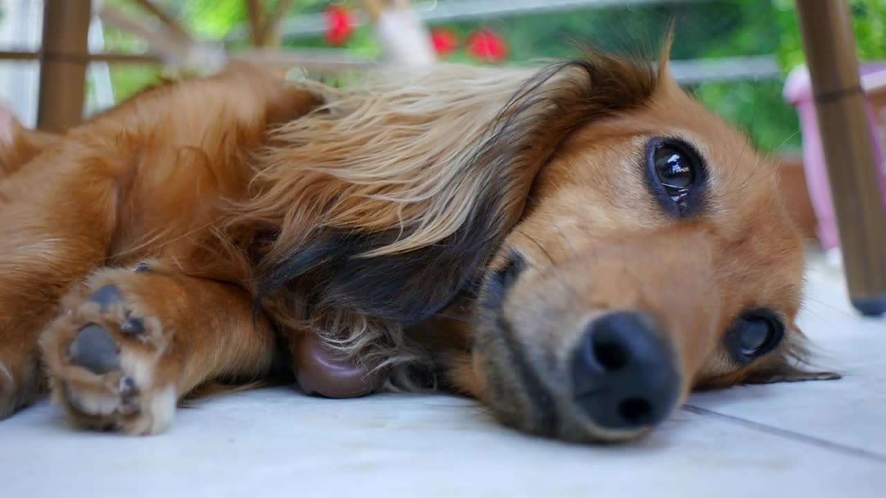 腊肠犬侧躺着视频下载