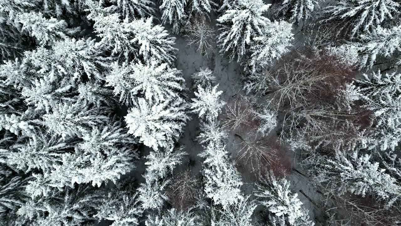 在霜雪中的常绿森林的鸟瞰图视频素材