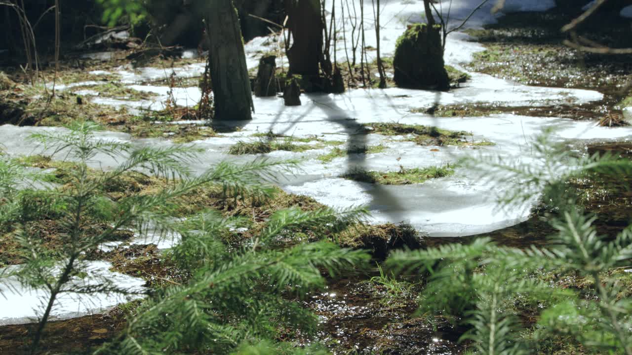 春天的溪流在森林里。雪融化视频素材