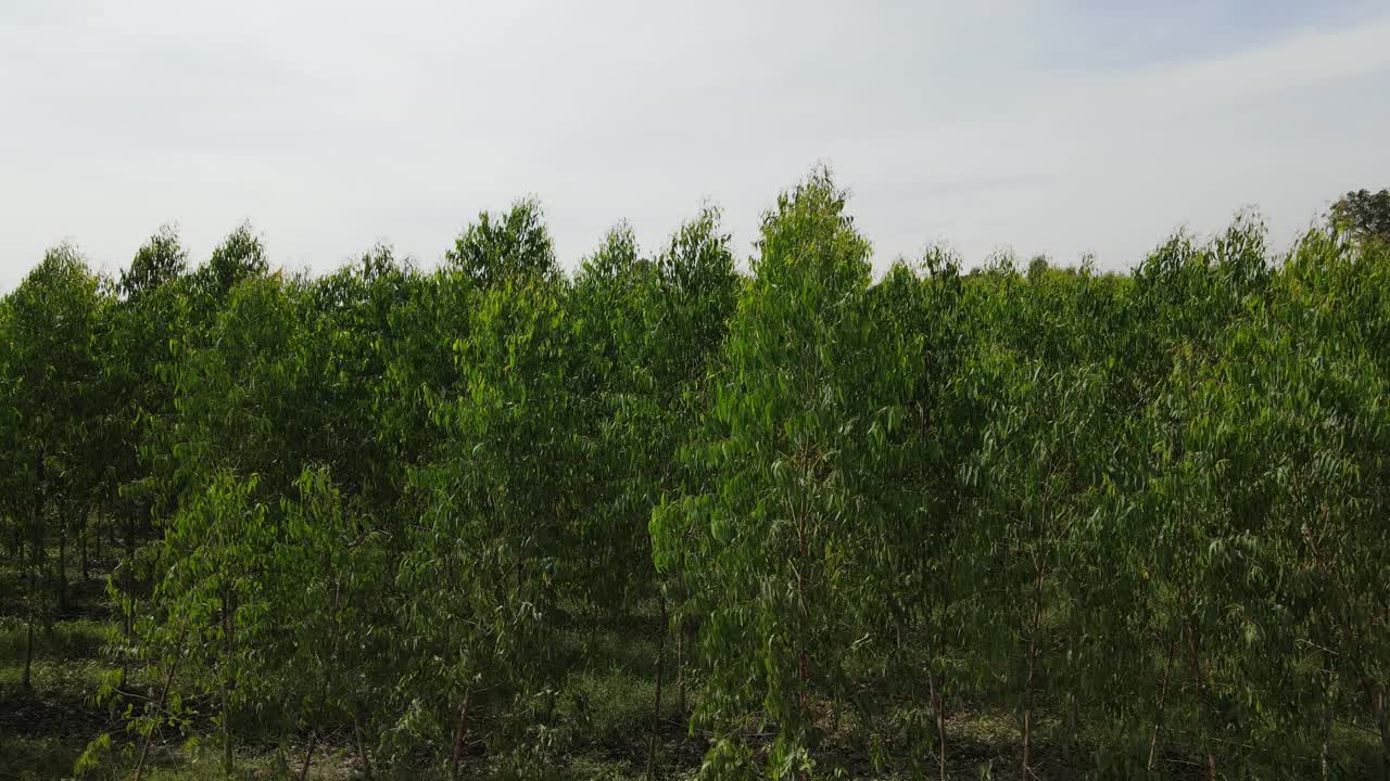 从无人机上鸟瞰桉树种植园缓慢移动的绿色植物。视频素材