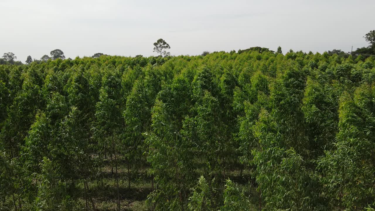 从无人机上鸟瞰桉树种植园缓慢移动的绿色植物。视频素材