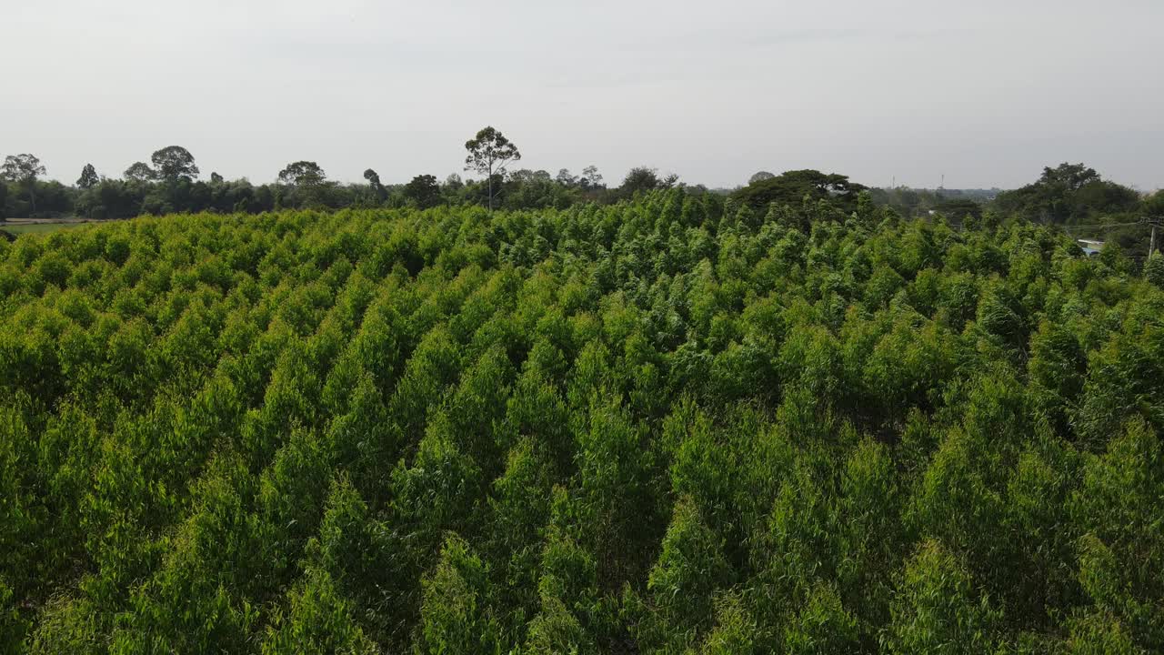 从无人机上鸟瞰桉树种植园缓慢移动的绿色植物。视频素材