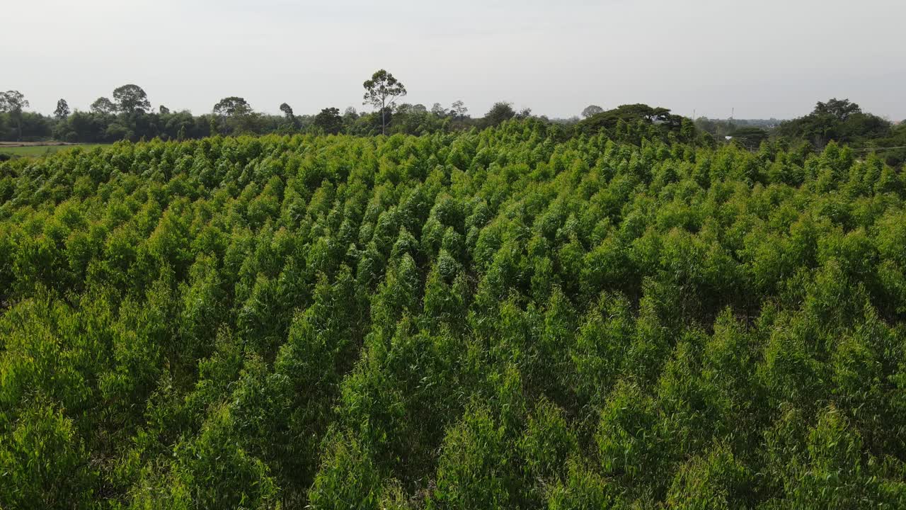 从无人机上鸟瞰桉树种植园缓慢移动的绿色植物。视频素材