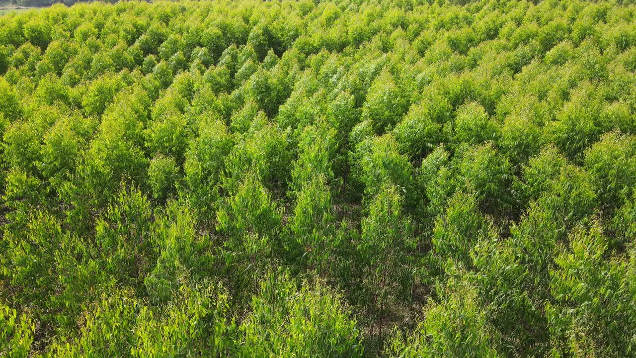 从无人机上鸟瞰桉树种植园缓慢移动的绿色植物。视频素材