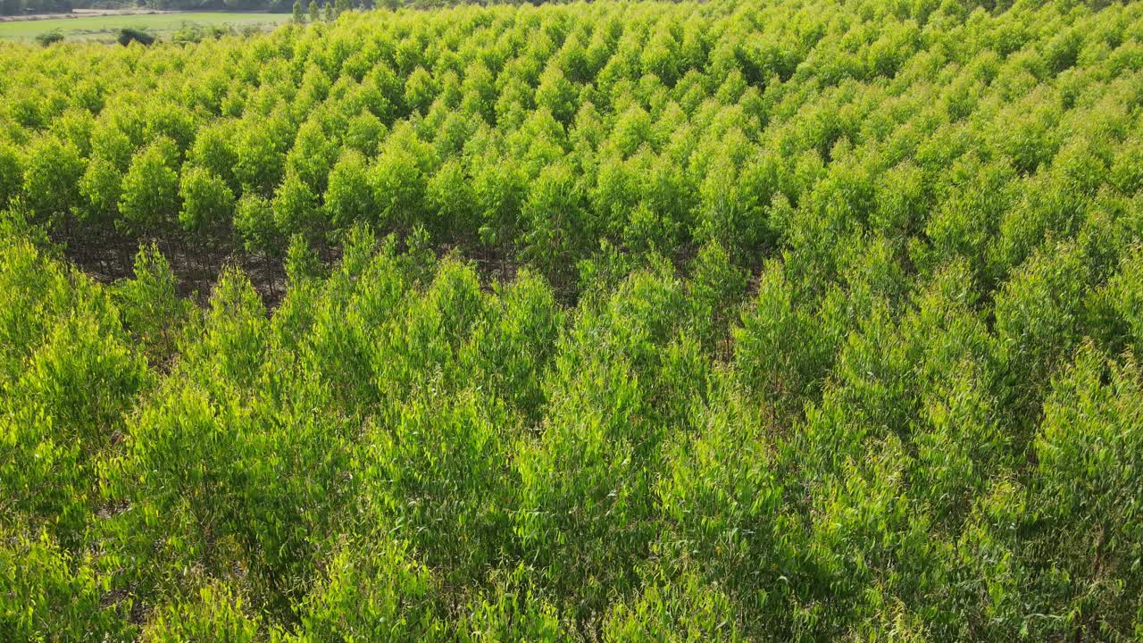 从无人机上鸟瞰桉树种植园缓慢移动的绿色植物。视频素材