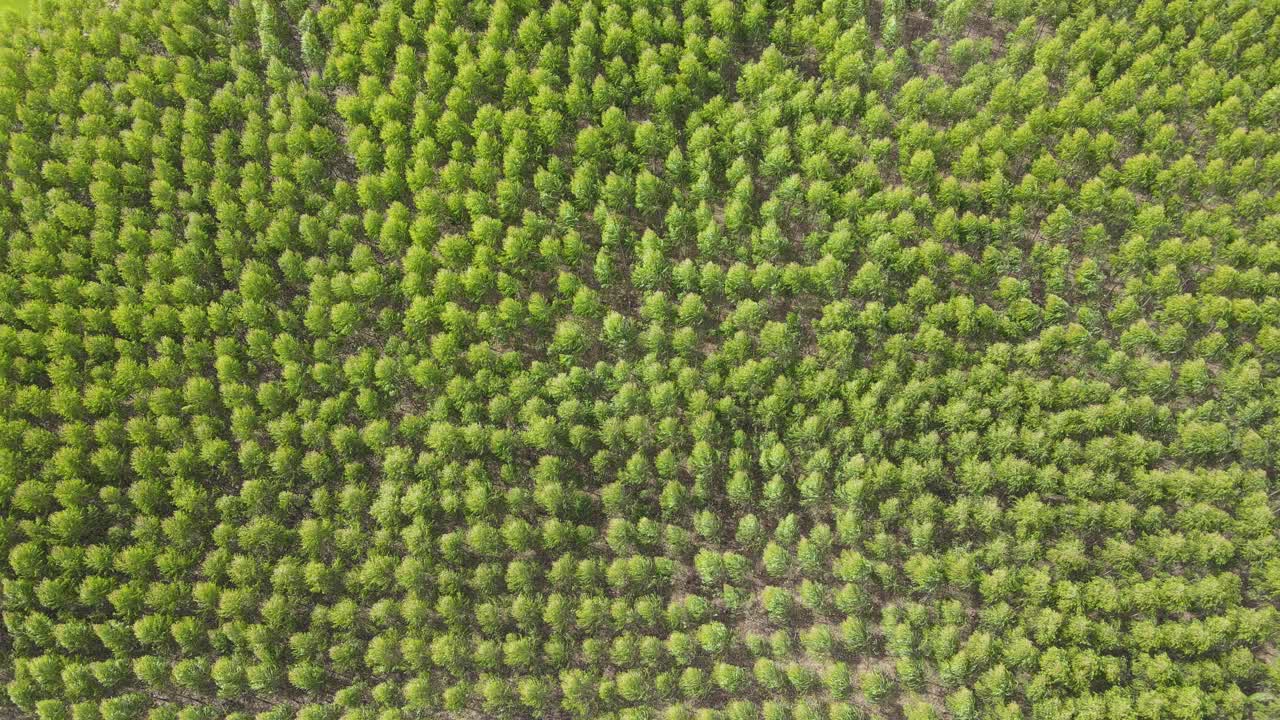 从无人机上鸟瞰桉树种植园缓慢移动的绿色植物。视频素材