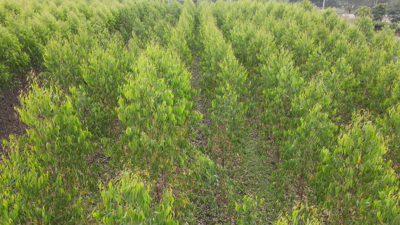 从无人机上鸟瞰桉树种植园缓慢移动的绿色植物。视频素材