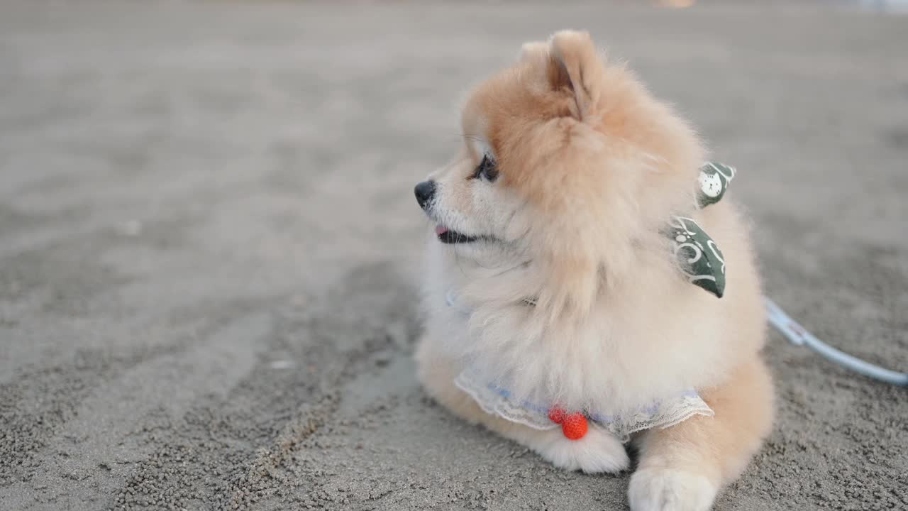 焦糖棕色的博美犬在海滩上休息视频素材