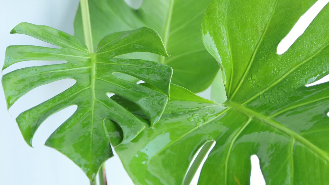 一名妇女正在清洁室内植物“美味怪兽”的叶子，以保护环境。家里花园里的怪物情人。视频下载