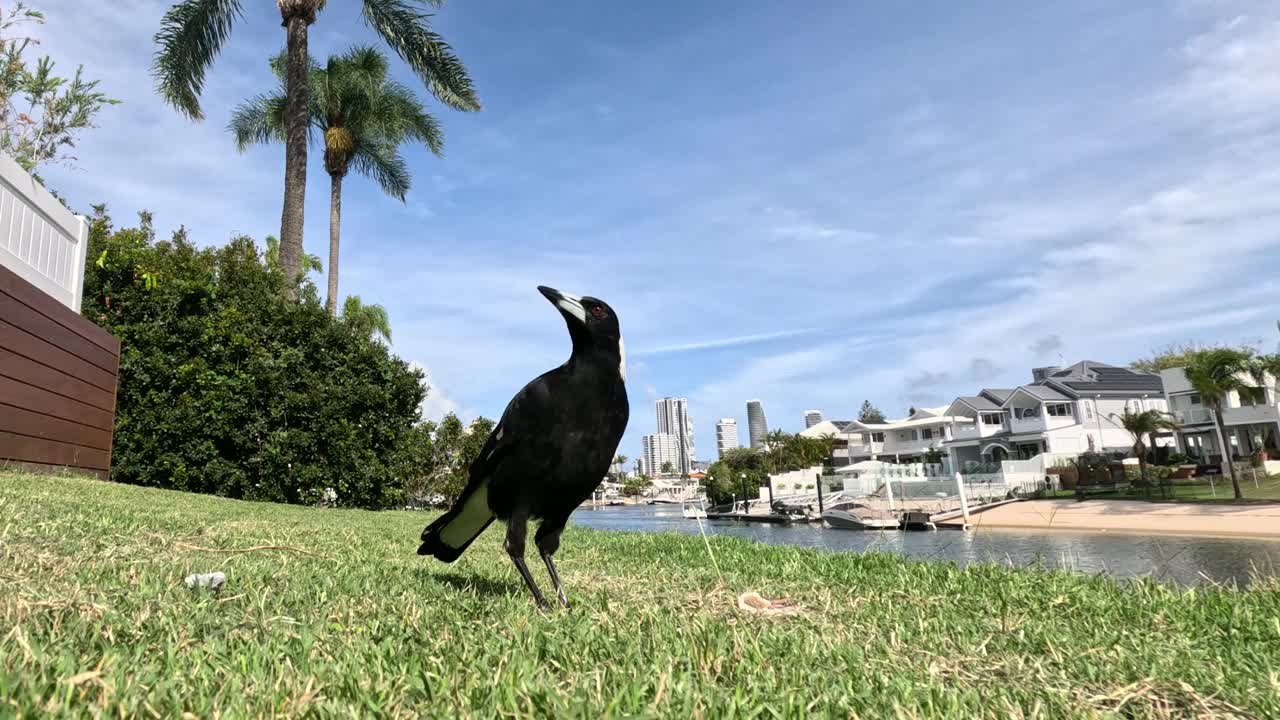 海滨的喜鹊漫步视频素材