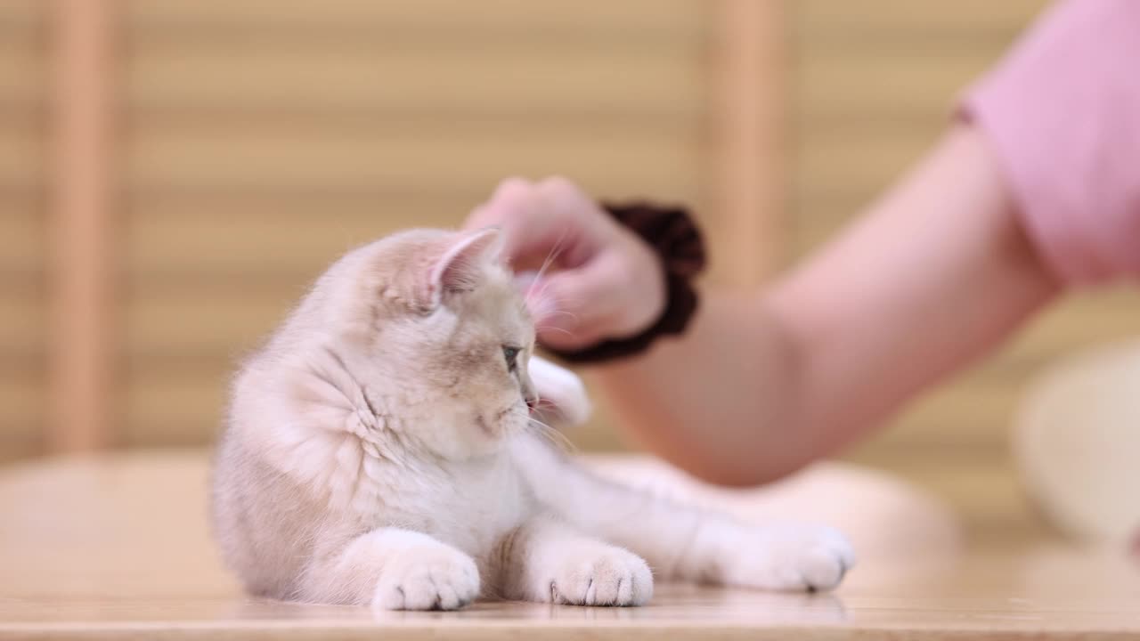 刷牙可以去除松散和死毛，减少猫在自我梳理过程中可能摄入的毛发量。这可以帮助减少毛球，使猫的皮毛看起来光滑。视频下载