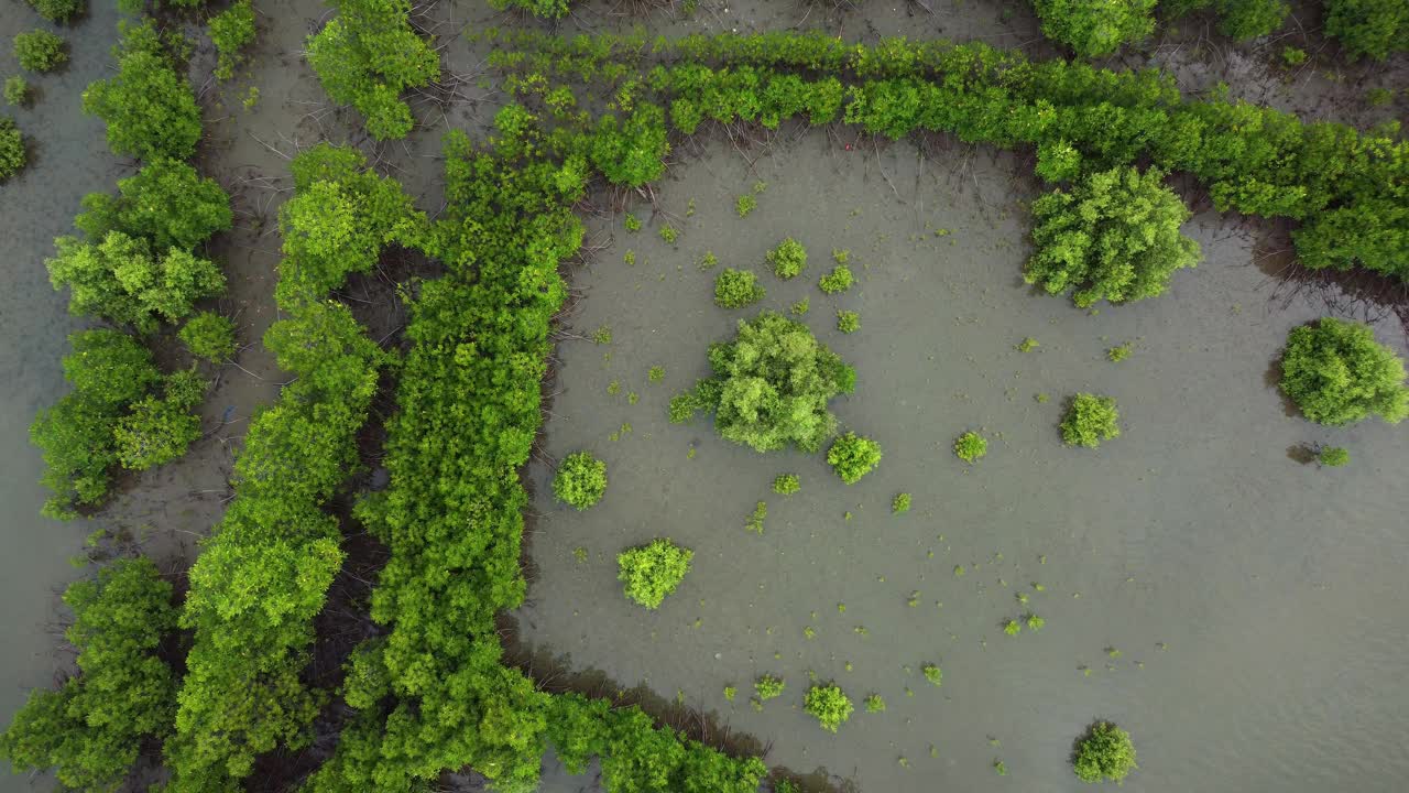 红树林视频素材