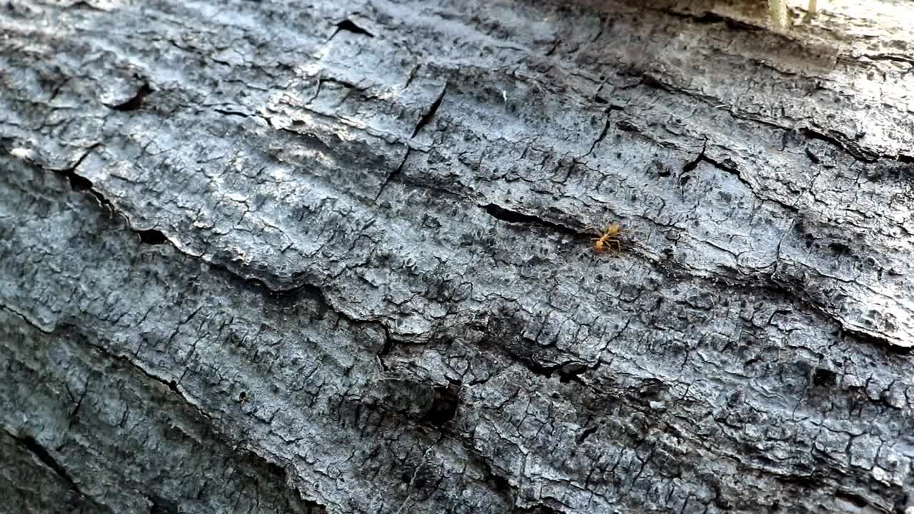 金针菇(Gymnopus sp)是一种带白色伞的蘑菇。生长在腐烂的木头上，可以食用
​视频下载