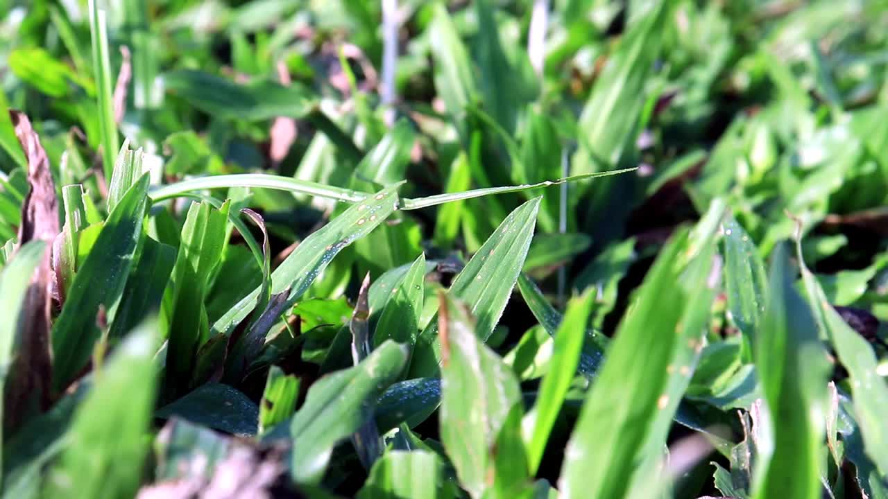 白色伞菇生长在绿色的草地和早晨的阳光下视频下载