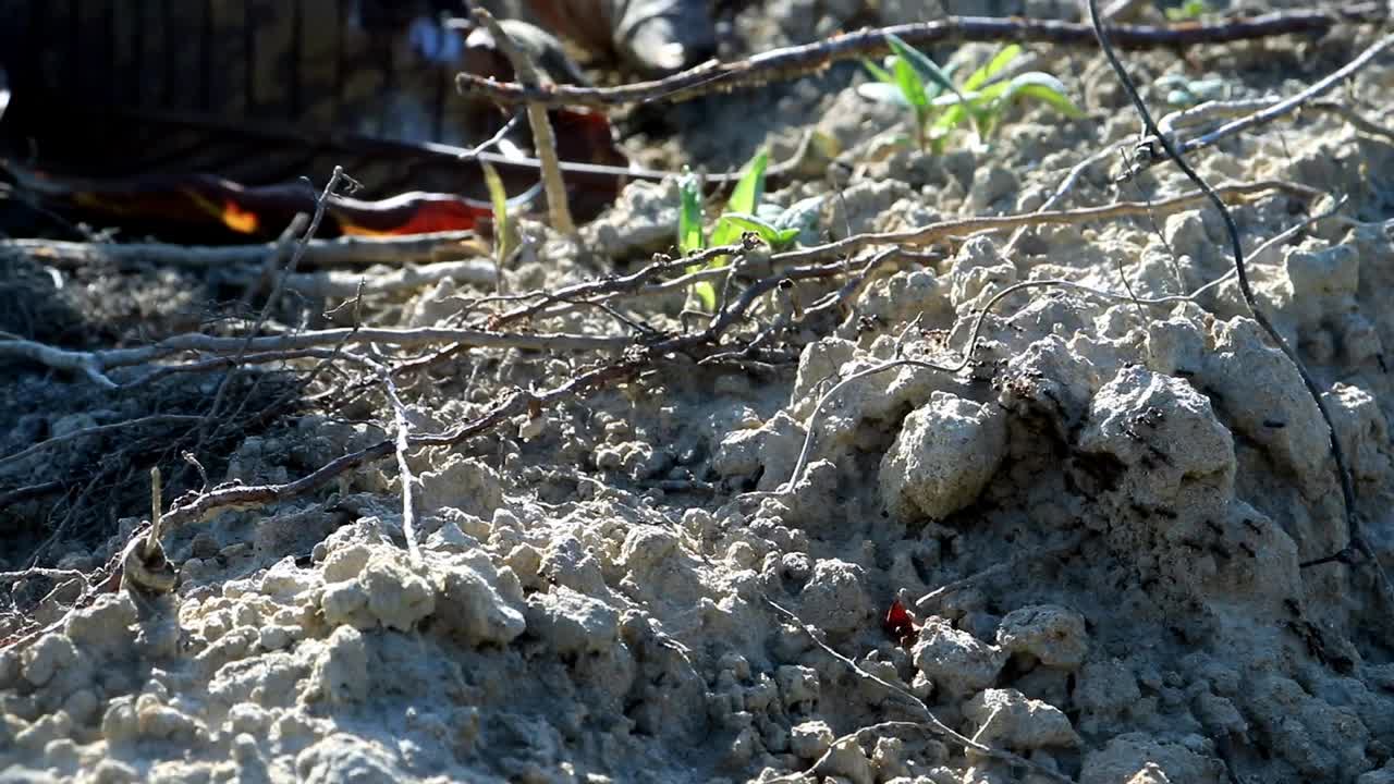 清晨成群的黑蚂蚁活跃在地面上行走视频素材