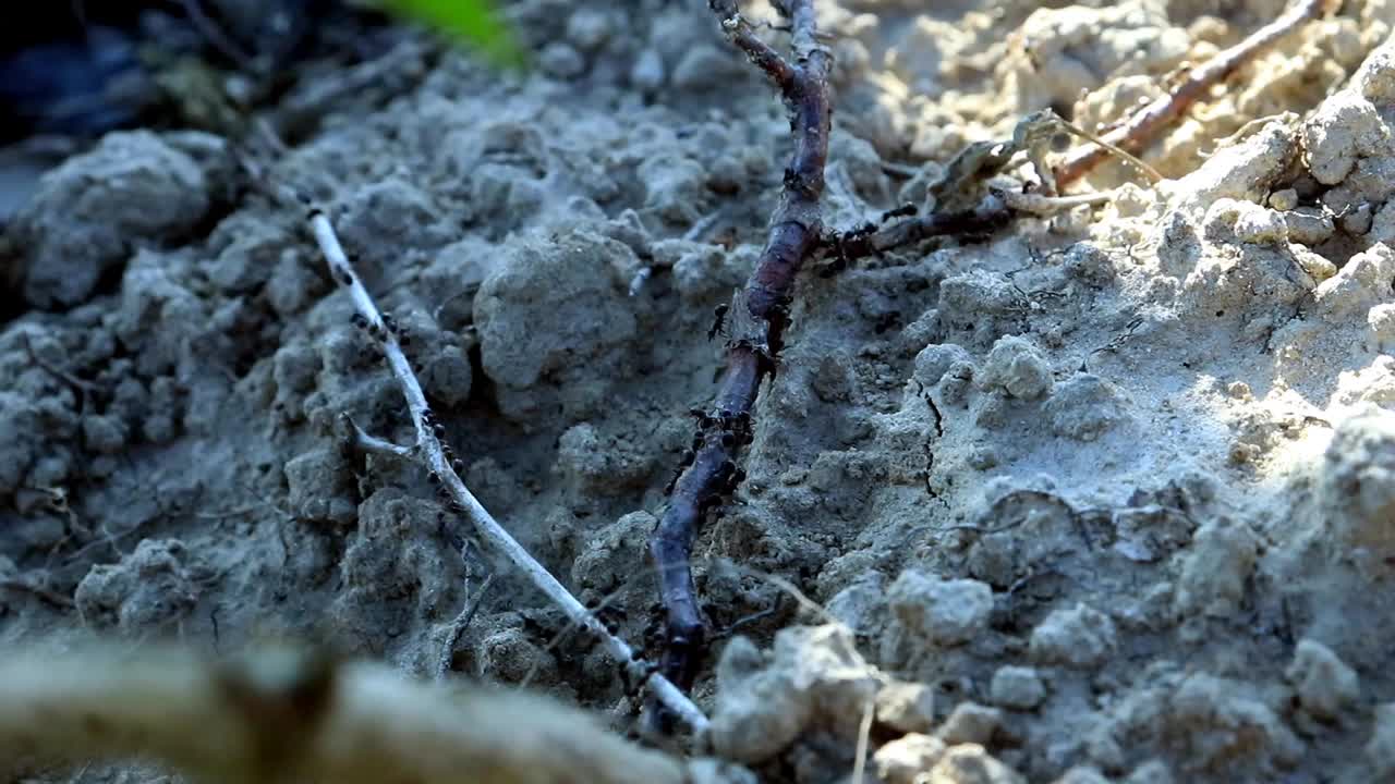 清晨成群的黑蚂蚁活跃在地面上行走视频下载