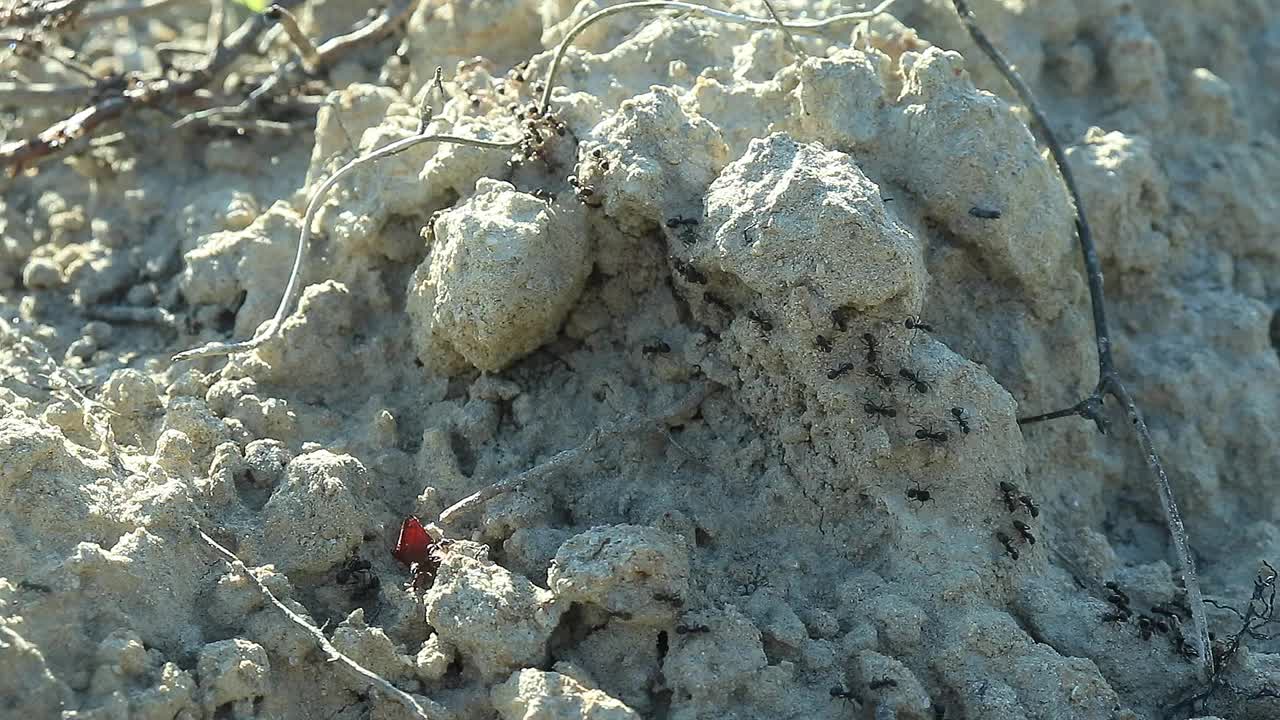 清晨成群的黑蚂蚁活跃在地面上行走视频下载