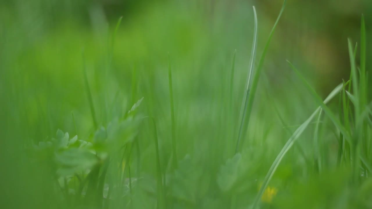 绿色的草。草在风中摇摆。绿草纹理。草地的背景。摇曳的青草。视频素材