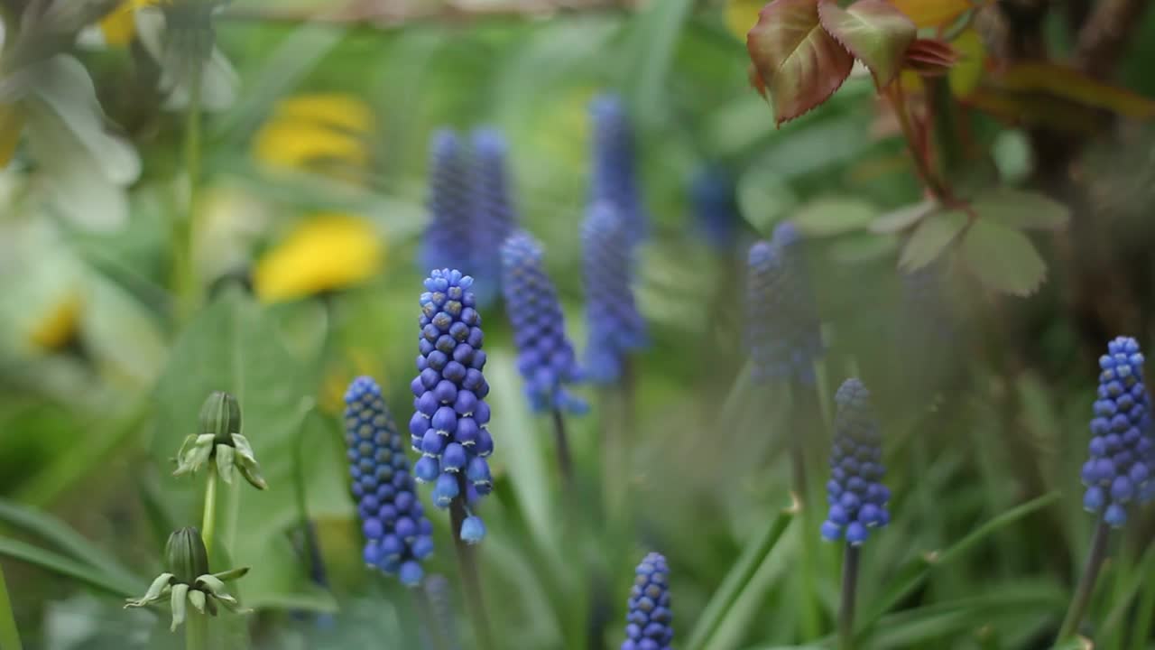 麝香，麝香花视频素材