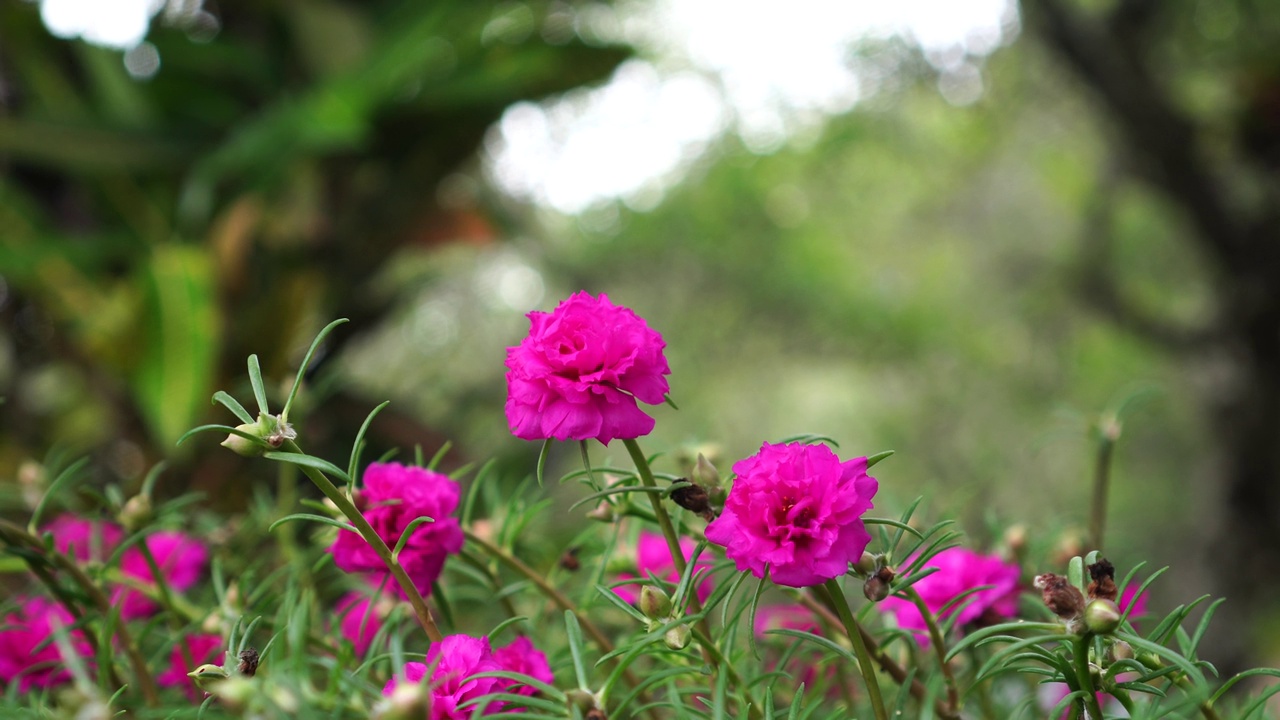 马齿苋花在花园里视频素材