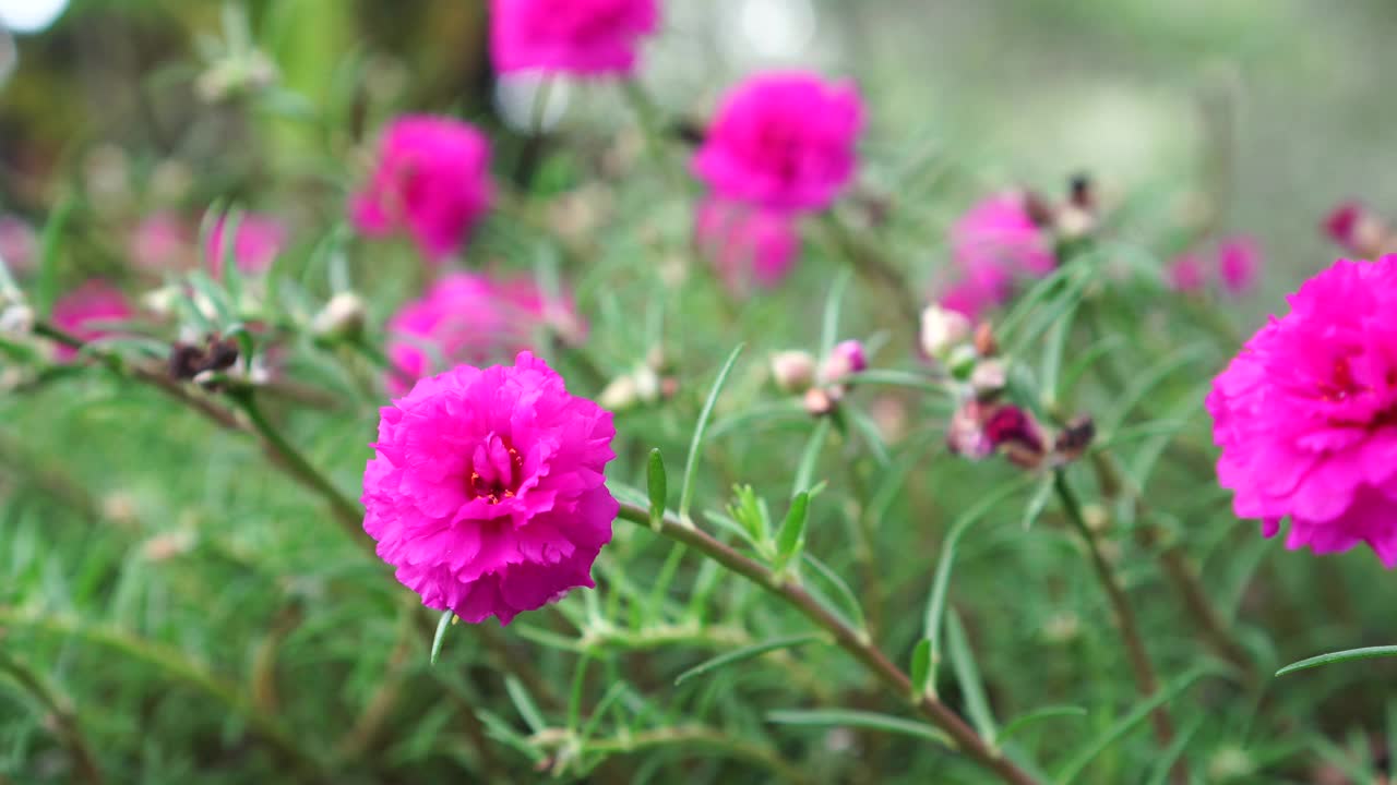 大花马齿苋开花视频素材