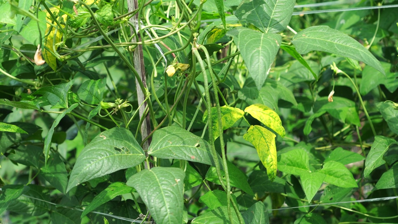 花园里的蜈蚣草视频素材