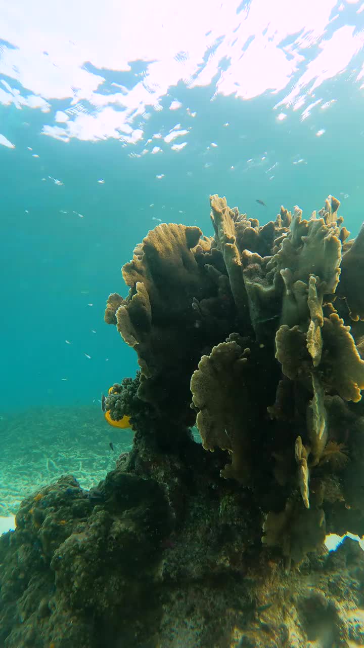 一群蝴蝶鱼在泰国韬岛海底浅滩的硬珊瑚周围游泳视频素材