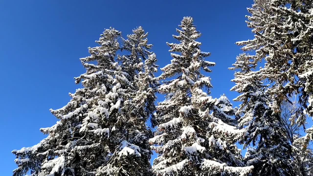 下雪的森林。高大结霜的冷杉树在蓝天的映衬下覆盖着白雪视频素材