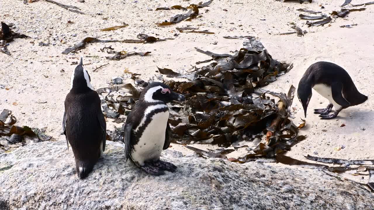 非洲企鹅在海滩上享受阳光视频素材