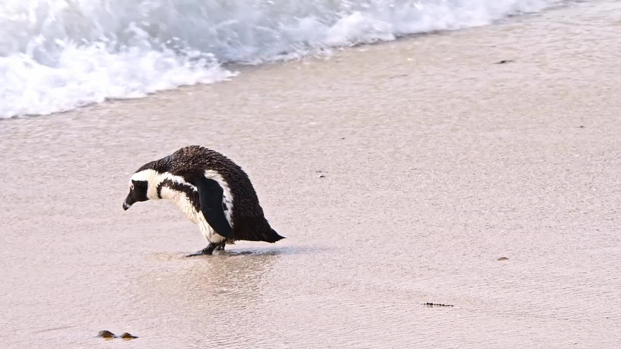 企鹅在海里捕捉食物视频素材