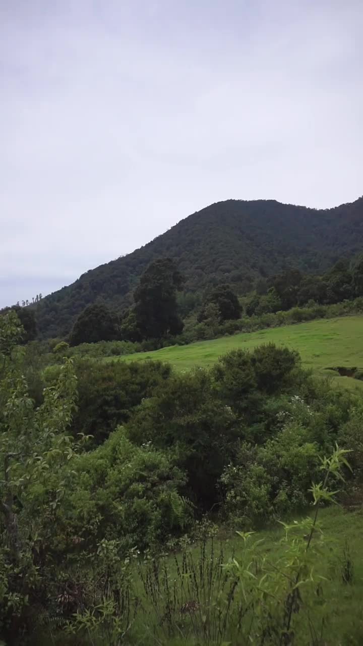 自然风光山脉自然全景丘陵，和森林的高大的绿树和斜坡的绿色种植园在多云的蓝天视频素材