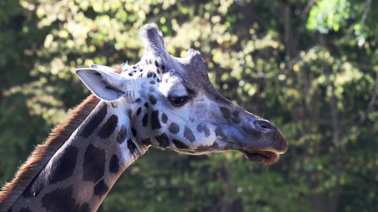 罗斯柴尔德的长颈鹿(Giraffa camelopardalis Rothschild)特写镜头。视频素材