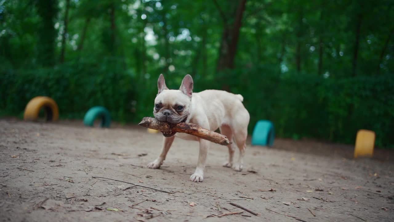 法国斗牛犬或宠物狗在夏季公园玩棍子的特写视频素材