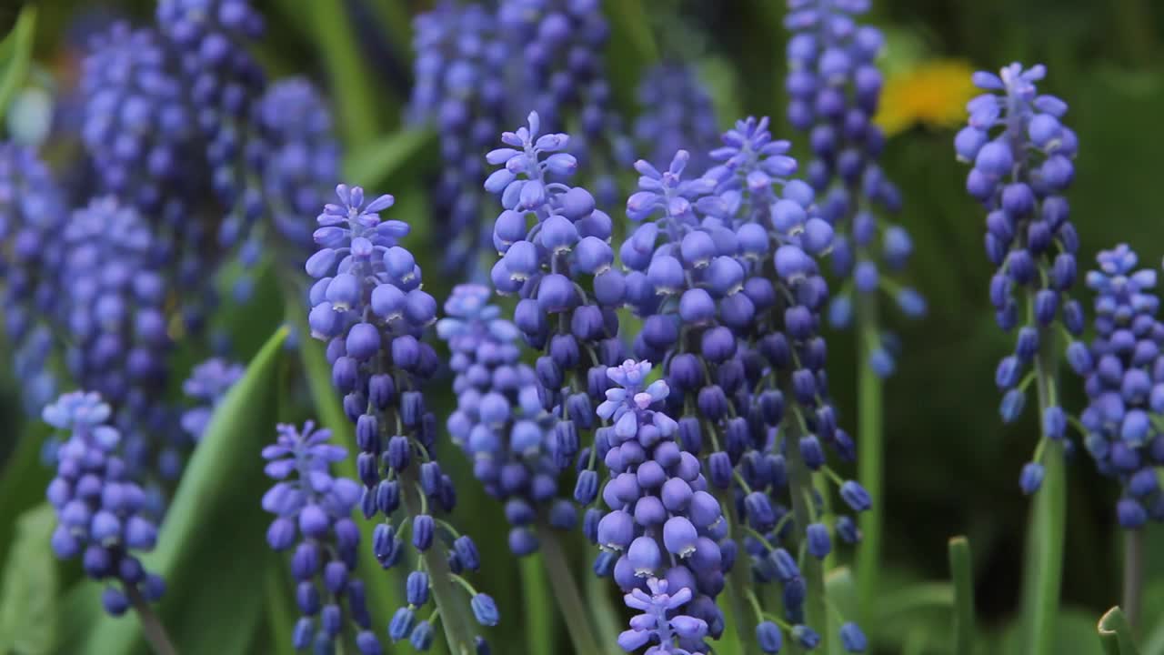 麝香，麝香花。视频素材