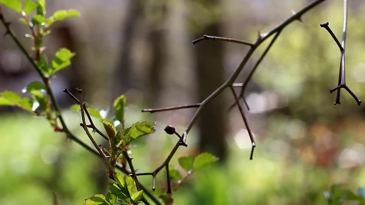 绿色植物和枝干，植被呈绿色。视频下载