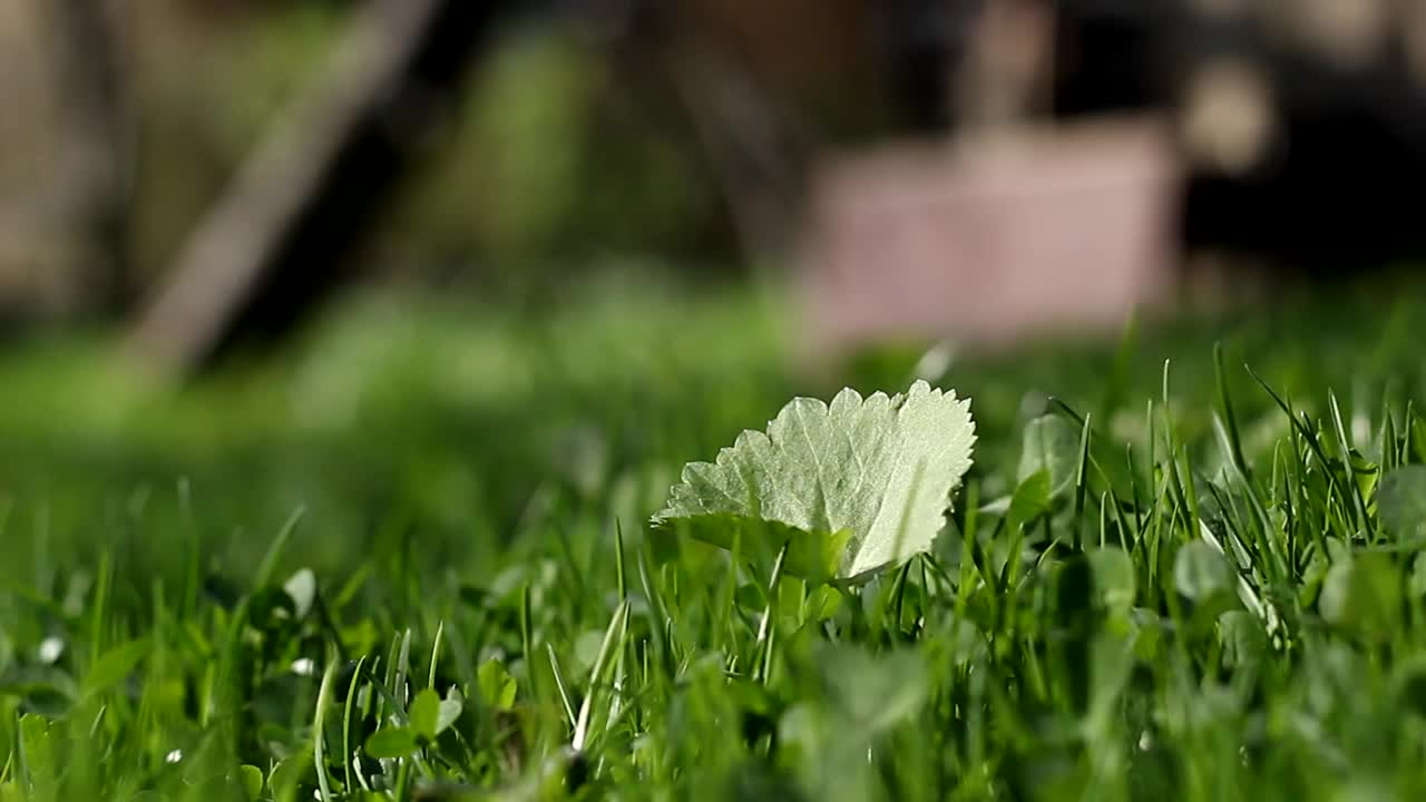 绿草如茵，绿草如茵。一片树叶。视频素材