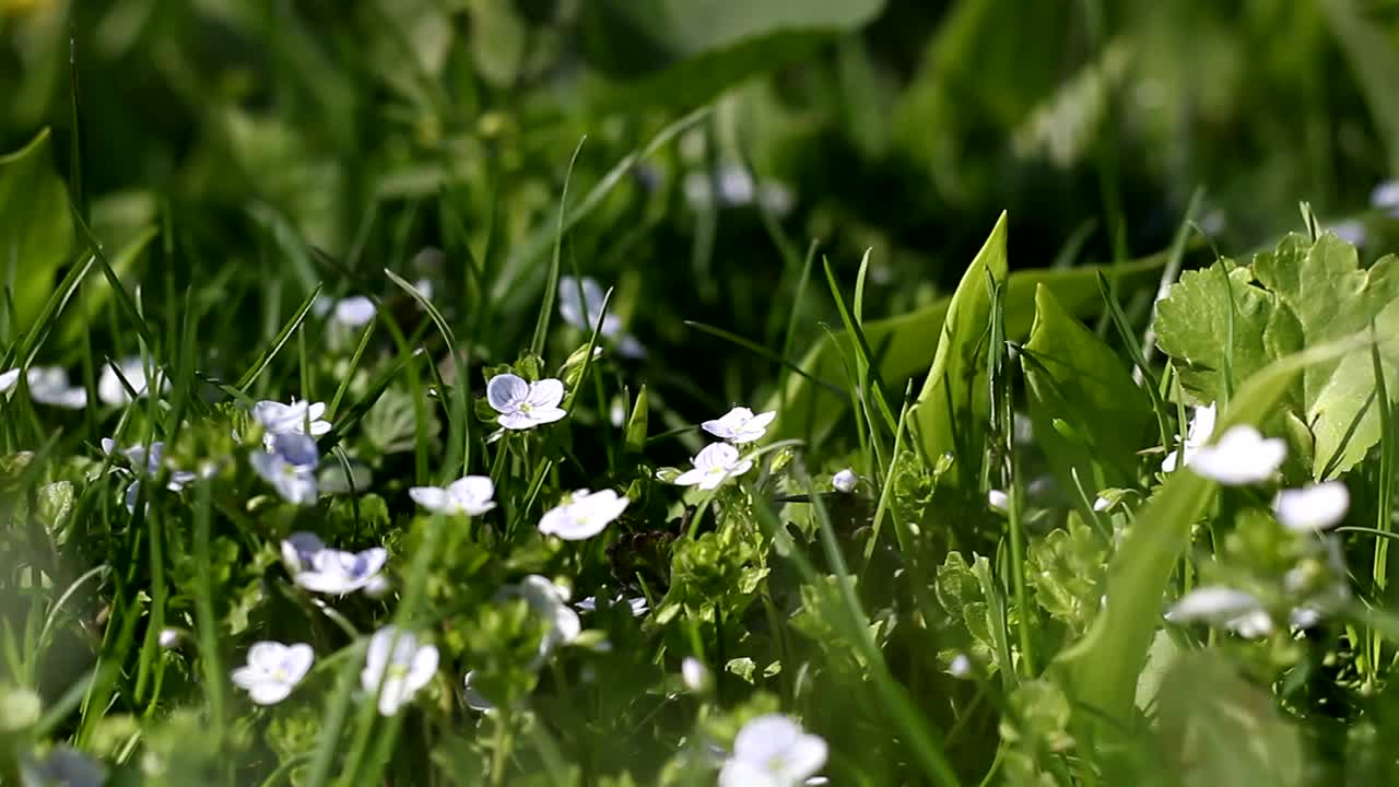 摇曳的花和草视频下载