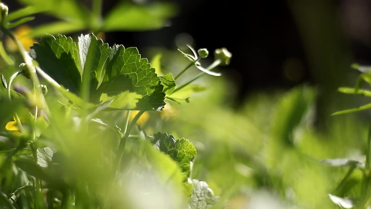 绿草如茵，小草近旁摇曳。视频下载